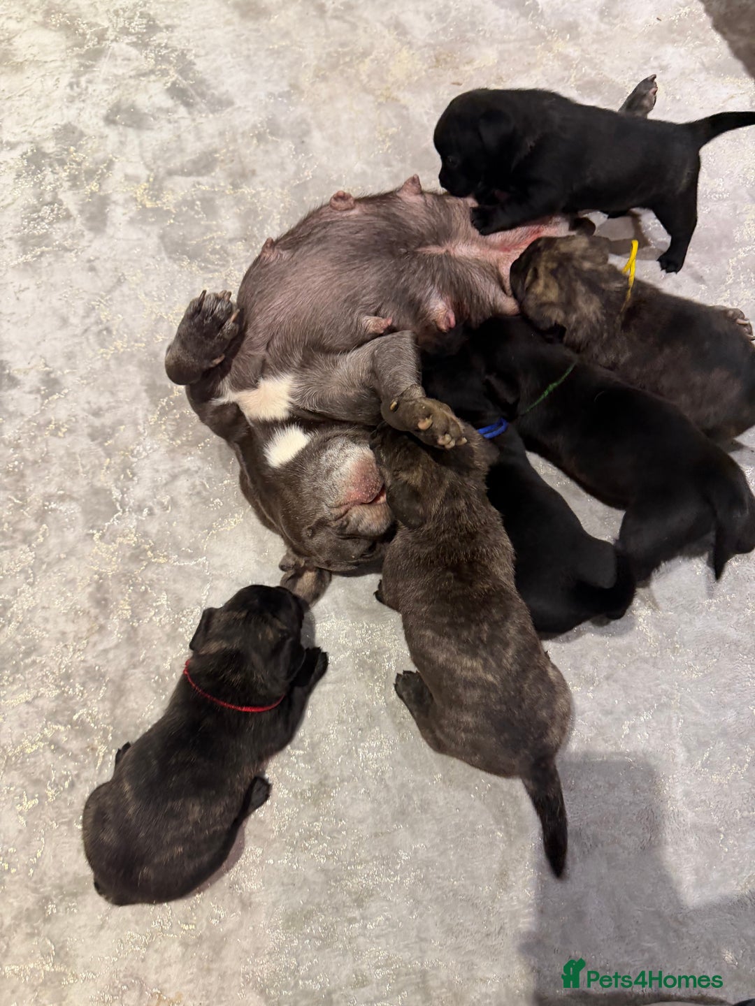 Mixed Breed dogs for sale: Mixed puppies - Advert 2