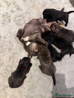 Mixed Breed dogs Mixed puppies - Advert 2