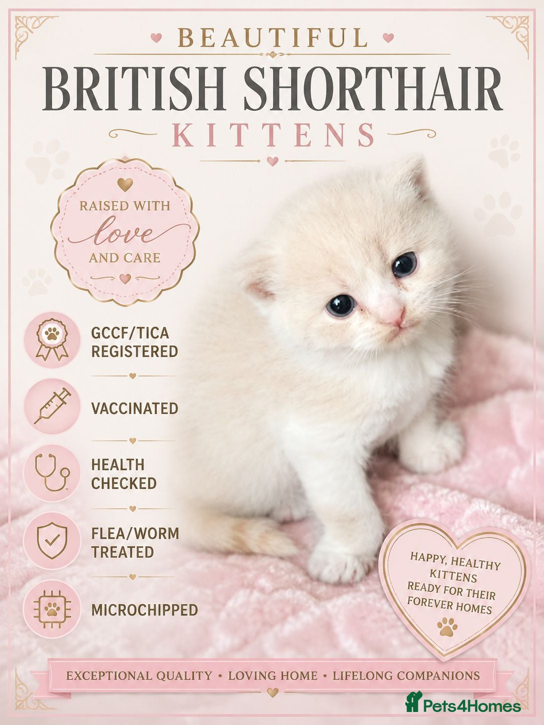 British Shorthair cats GCCF/TICA registered beautiful litter - Advert 1