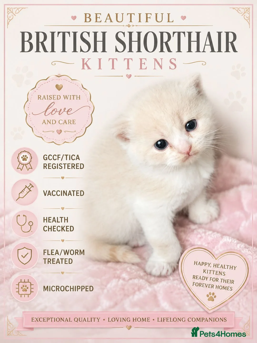 British Shorthair cats for sale: GCCF/TICA registered beautiful litter - Advert 1