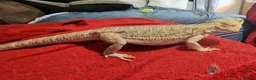 Bearded Dragon reptiles for sale: 5 year old lovely female Bearded Dragon + housing - Advert 17