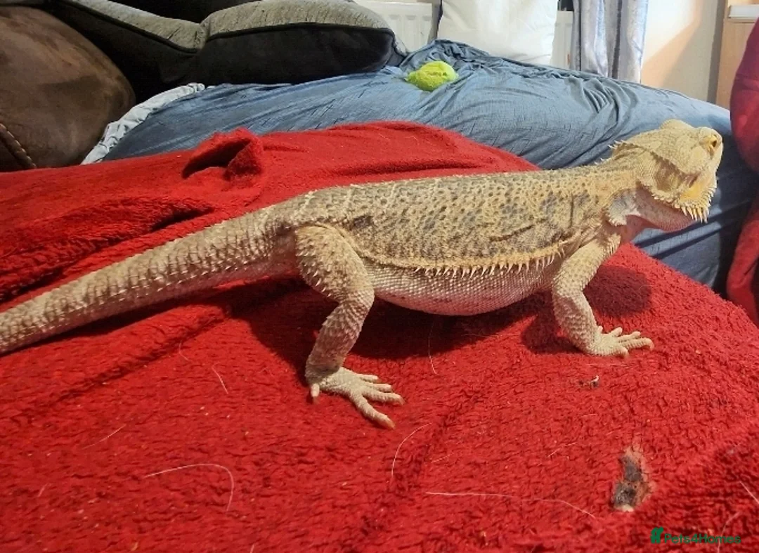Bearded Dragon reptiles for sale: 5 year old lovely female Bearded Dragon + housing - Advert 17