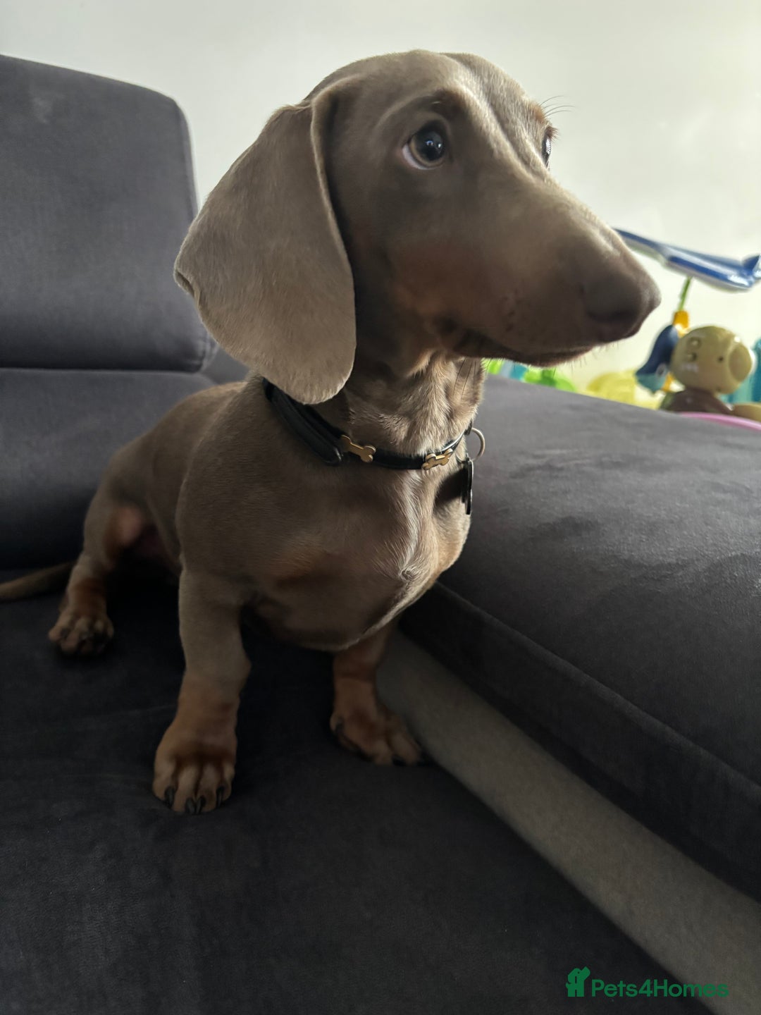 Dachshund dogs for sale: Beautiful boy dachshund  - Advert 2
