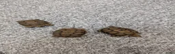 Tortoise reptiles for sale:  🐢 Baby Spur Thighed Tortoises 🐢 - Advert 7