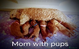 Cockapoo dogs for sale: 7 F1b cockapoos for sale  - Image 8