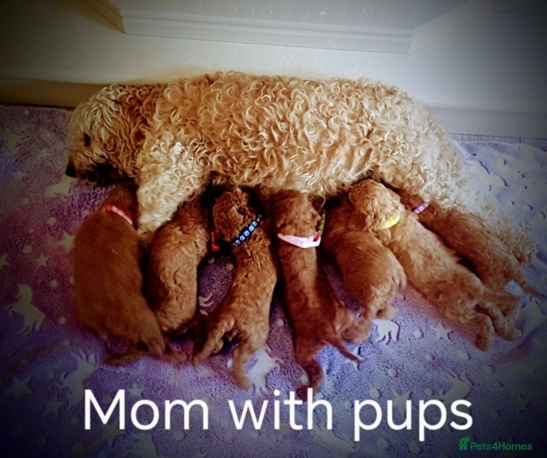 Cockapoo dogs for sale: 7 F1b cockapoos for sale  - Image 8