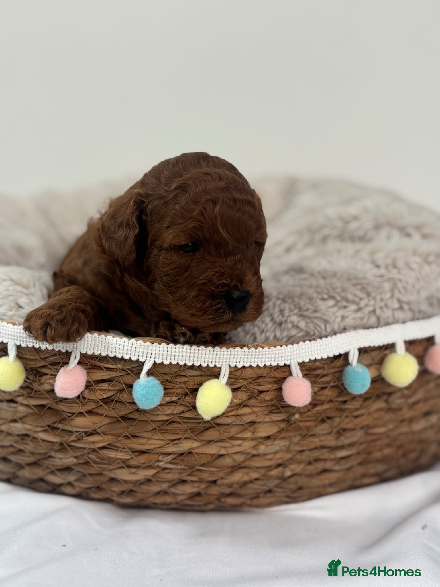 Cavapoo dogs Extensively Health Tested Toy Deep Red Cavapoos - Advert 7