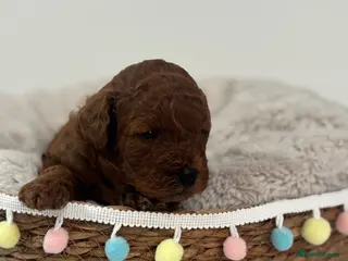 Cavapoo dogs Extensively Health Tested Toy Deep Red Cavapoos - Advert 7