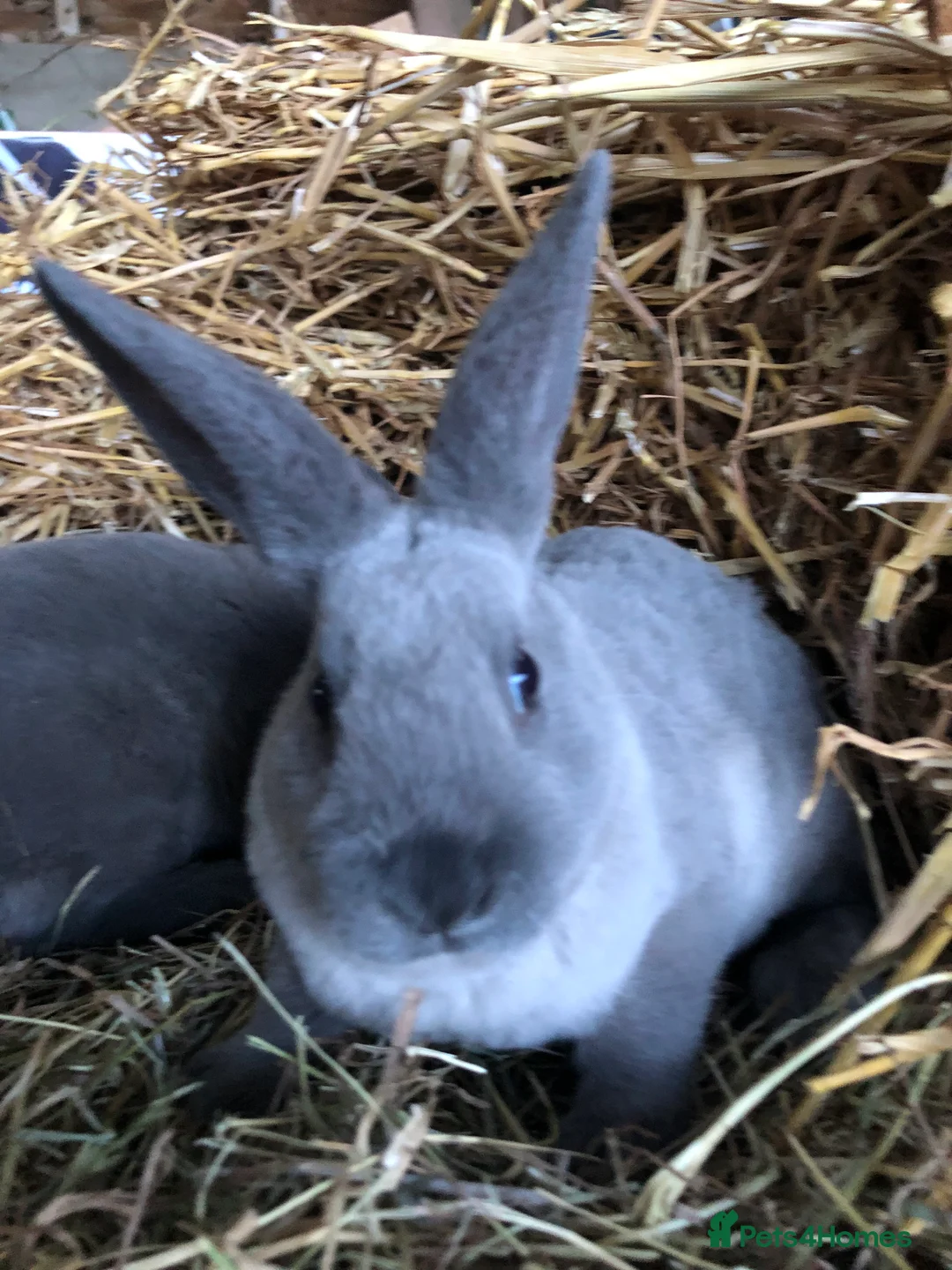 Rex rabbits for sale: Beautiful purebred velvet mini Rex rabbits 🐰🌿 - Advert 8