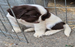 Sprocker dogs for sale: Beautiful sprocker pups  - Image 10