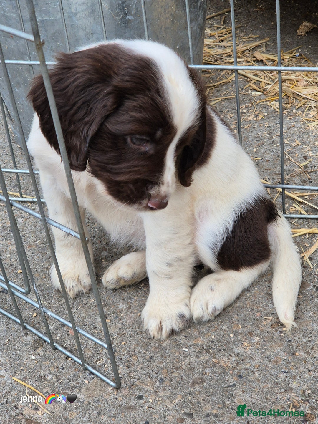 Sprocker dogs for sale: Beautiful sprocker pups  - Image 10
