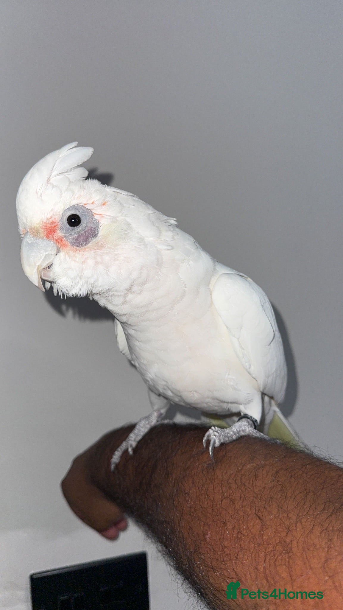Cockatoo birds Hand reared, bare eyed cockatoo STUNNING  - Advert 8