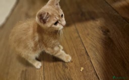 Mixed Breed cats for sale: kittens for sale - Image 15