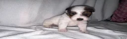 Parson Russell dogs for sale: Beautiful parson terrier puppies  - Advert 13