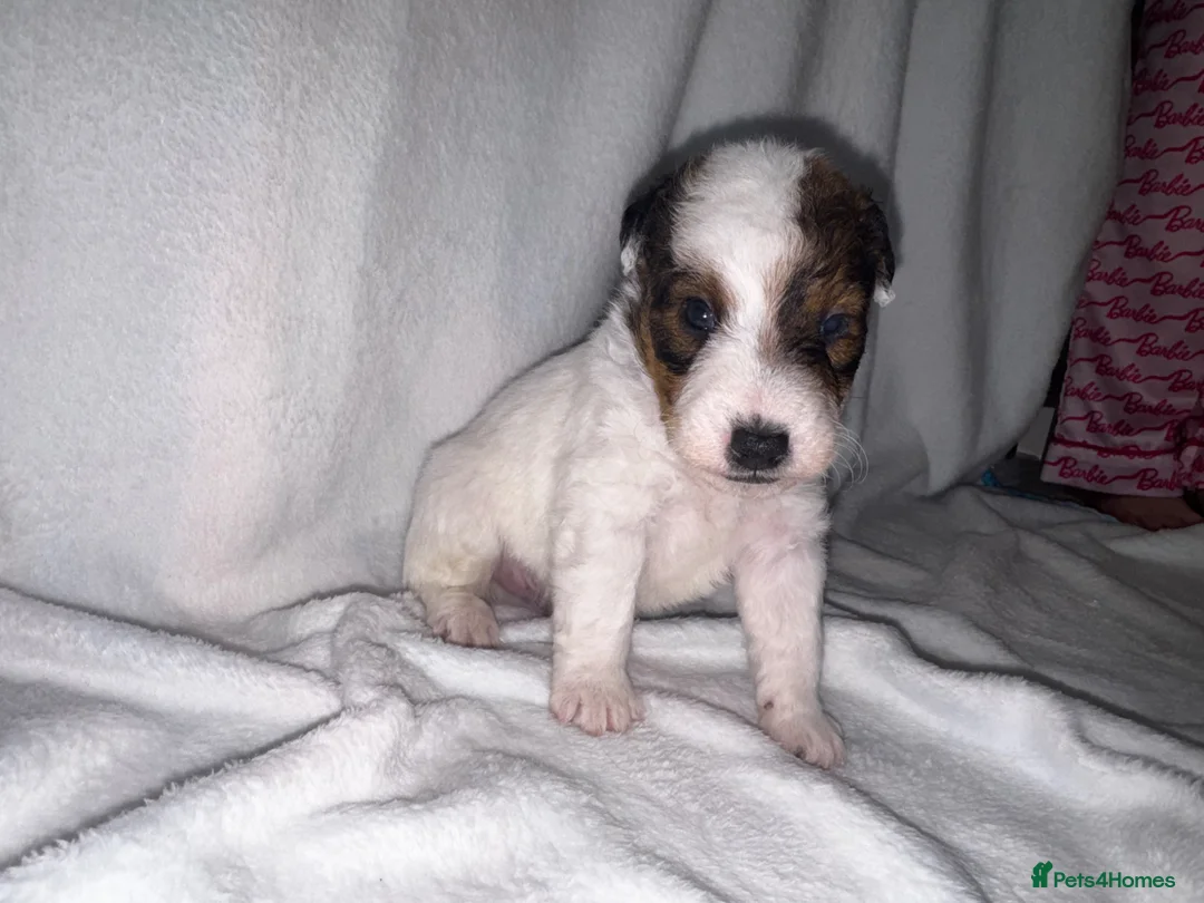 Parson Russell dogs for sale: Beautiful parson terrier puppies  - Advert 13