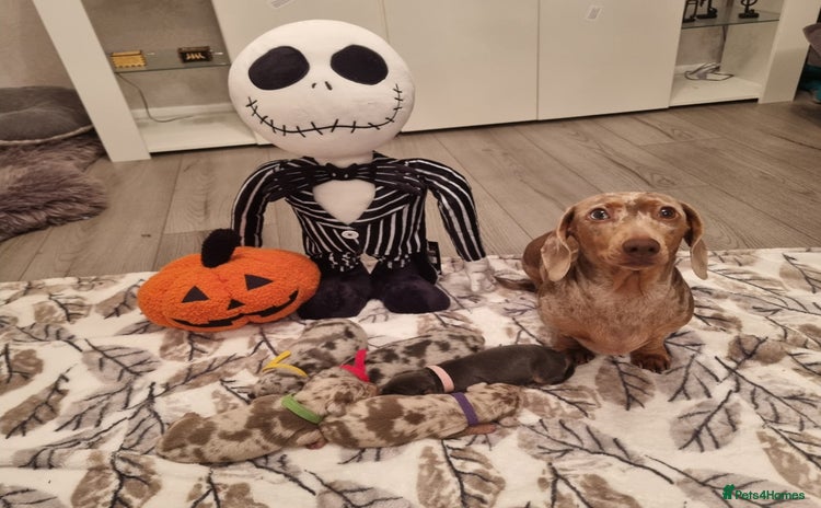 Miniature Dachshund dogs - Advert 8