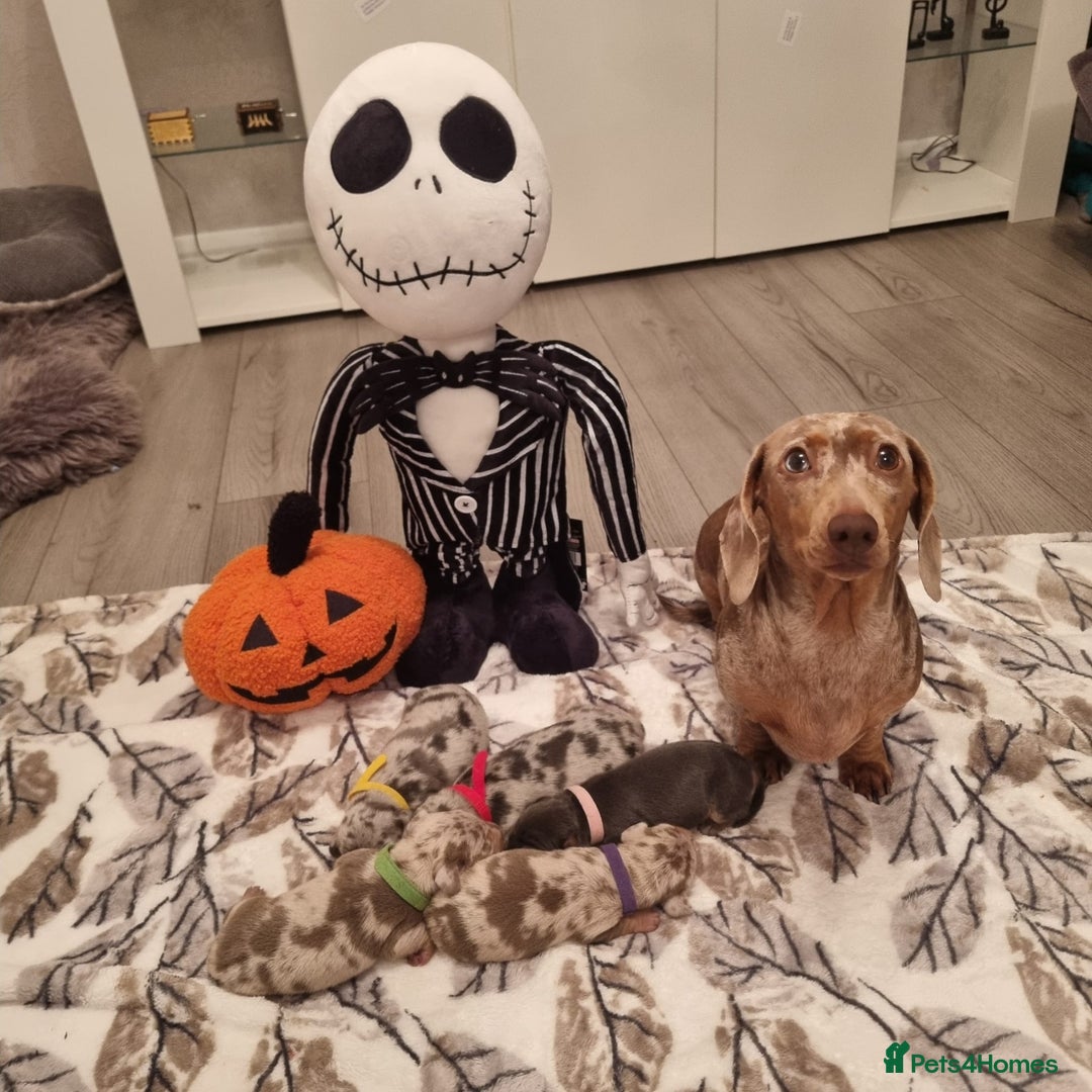 Miniature Dachshund dogs for sale: 1 remaining Beautuful mini short hair dachsund - Advert 1