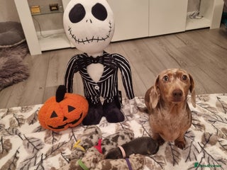 Miniature Dachshund dogs Beautiful miniature short hair dachsund puppies - Advert 11