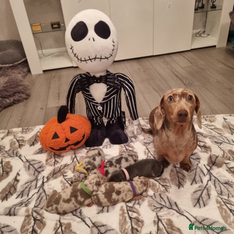 Miniature Dachshund dogs - Advert 4