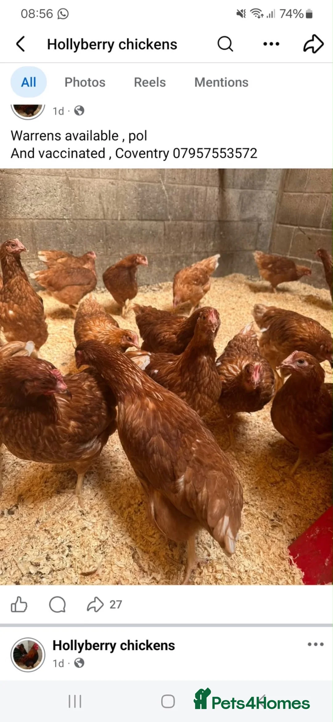 Chickens poultry for sale: Warrens  - Advert 2