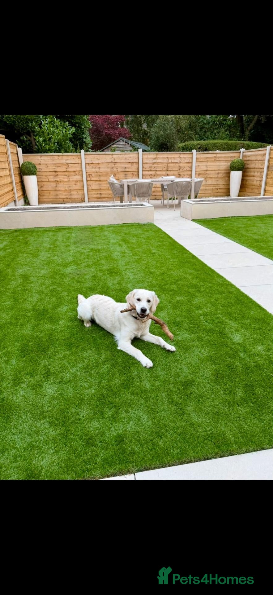 Golden Retriever dogs 💛 Mabel is looking for a very special new home - Advert 1