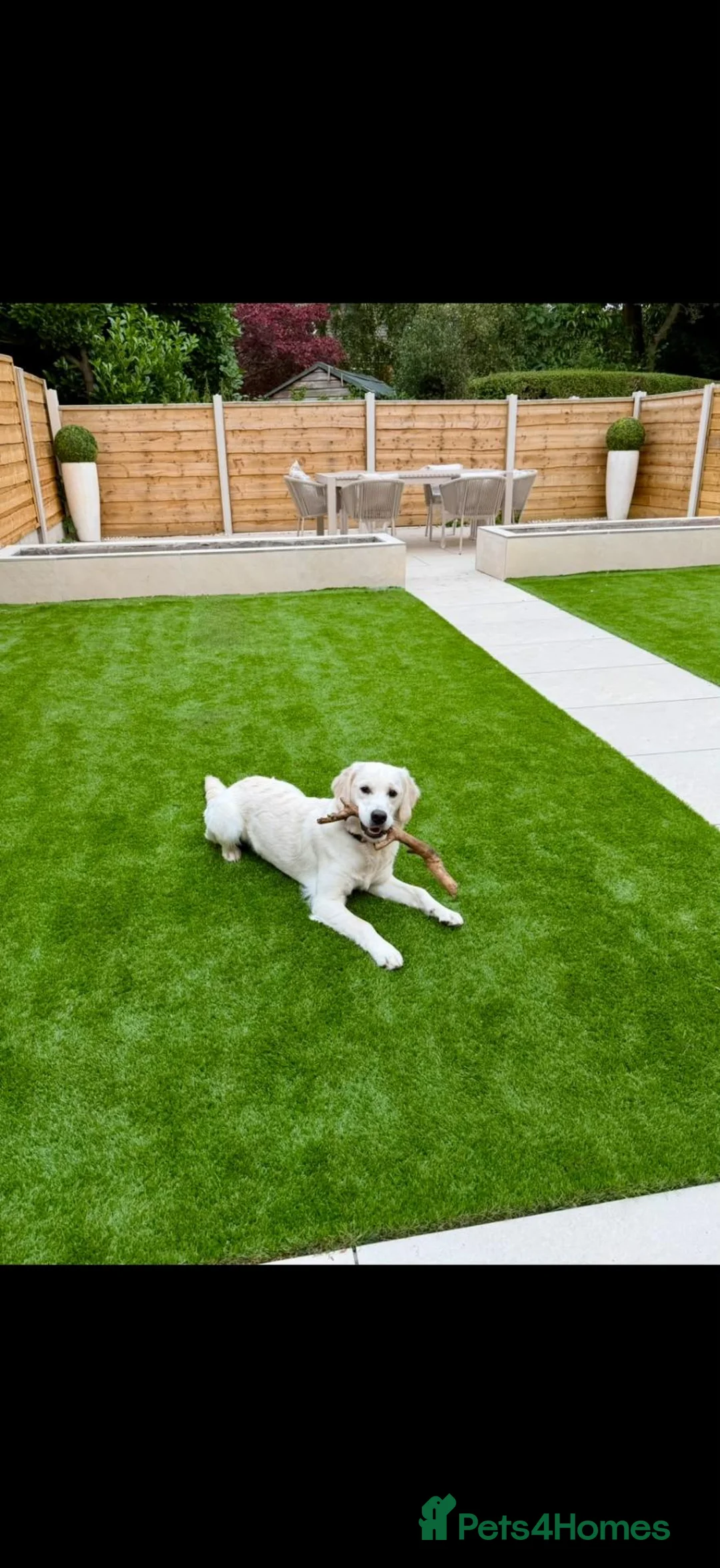 Golden Retriever dogs for sale: 💛 Mabel is looking for a very special new home in Stockport - Advert 1