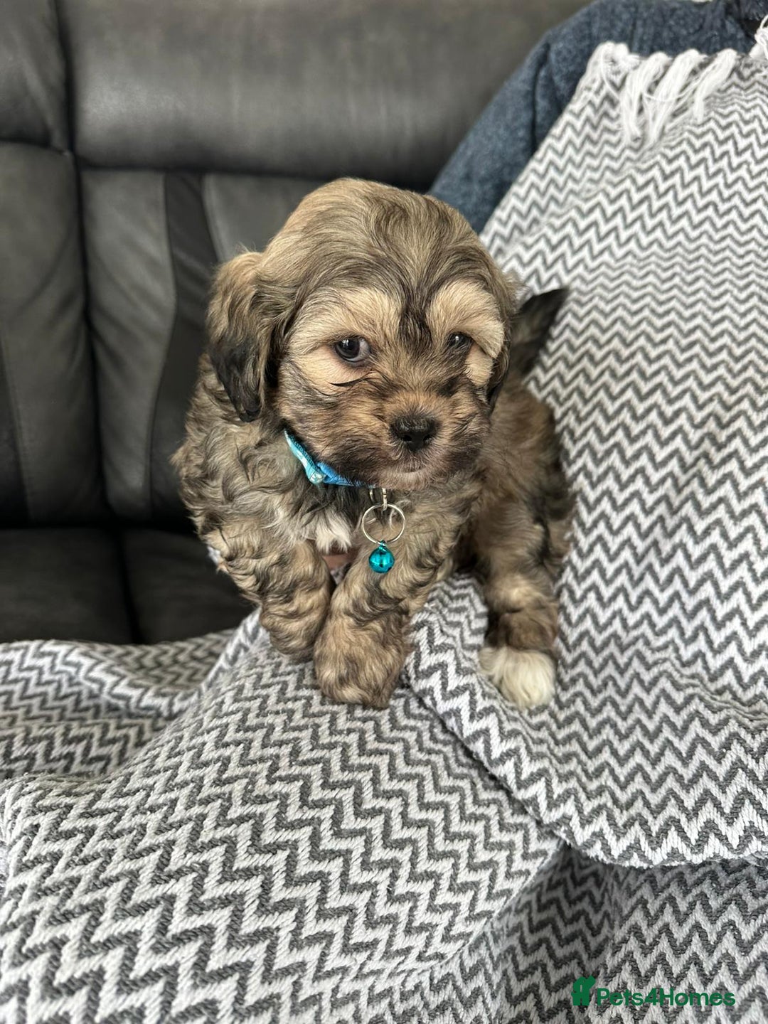 Shih Tzu dogs for sale: Shih Tzu puppies  - Image 3