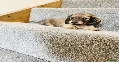 Miniature Dachshund dogs - Advert 15
