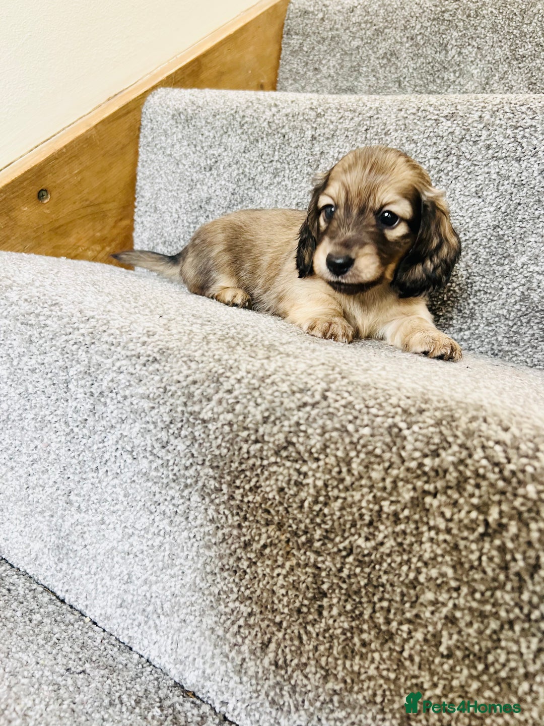 Miniature Dachshund dogs for sale: Cream Long Haired - Ready now! Boys and Girls  - Image 6