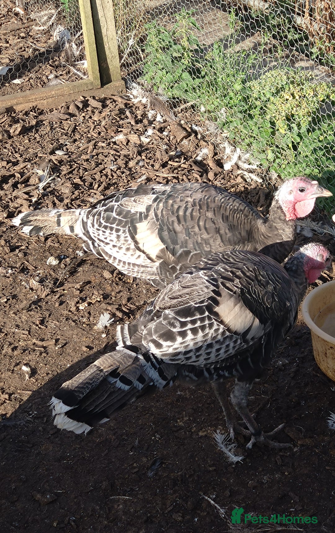 Turkeys poultry for sale: Turkey poults - Image 2