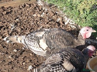 Turkeys poultry Turkey poults - Advert 17