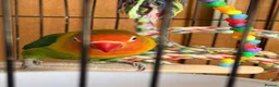 Lovebirds birds for sale: Lovely Lovebird For Sale in Banbury - Advert 18