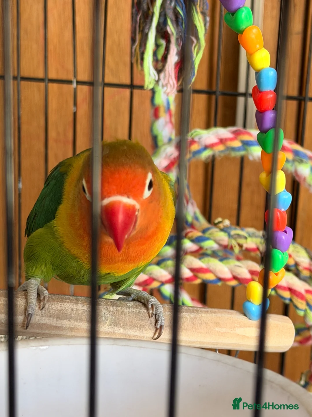 Lovebirds birds for sale: Lovely Lovebird For Sale in Banbury - Advert 18