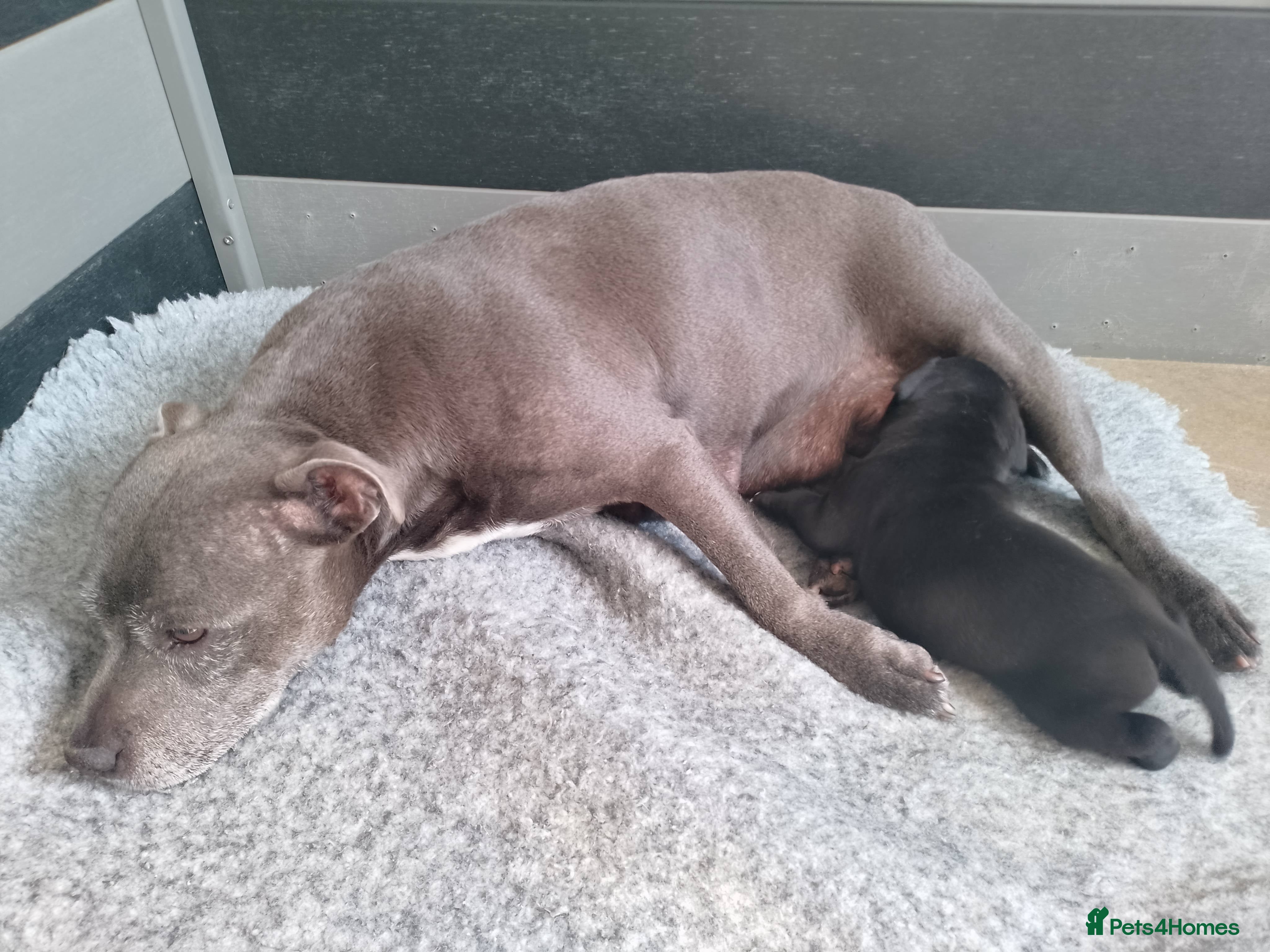 Staffordshire Bull Terrier dogs Only one stunning Boy available. - Advert 2