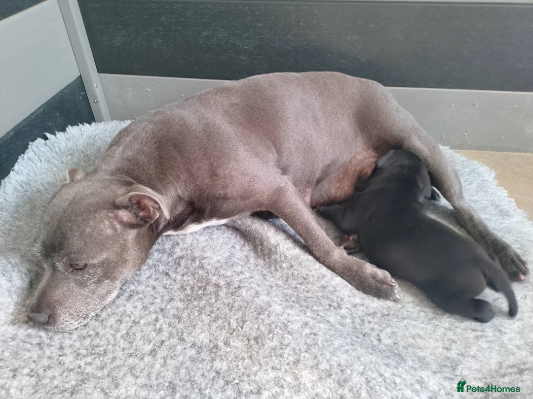 Staffordshire Bull Terrier dogs for sale: Only one stunning Boy available. - Advert 2