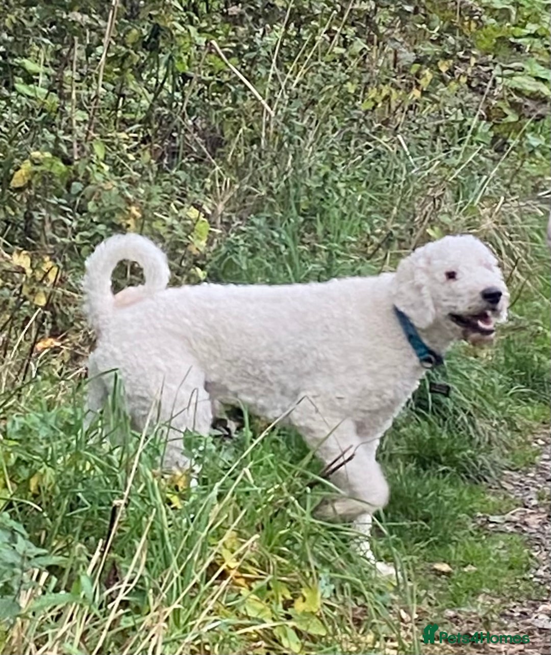 Goldendoodle dogs for stud: Standard multigenerational goldendoodle for stud - Advert 1