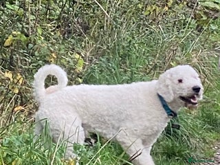 Goldendoodle dogs Standard multigenerational goldendoodle for stud - Advert 1