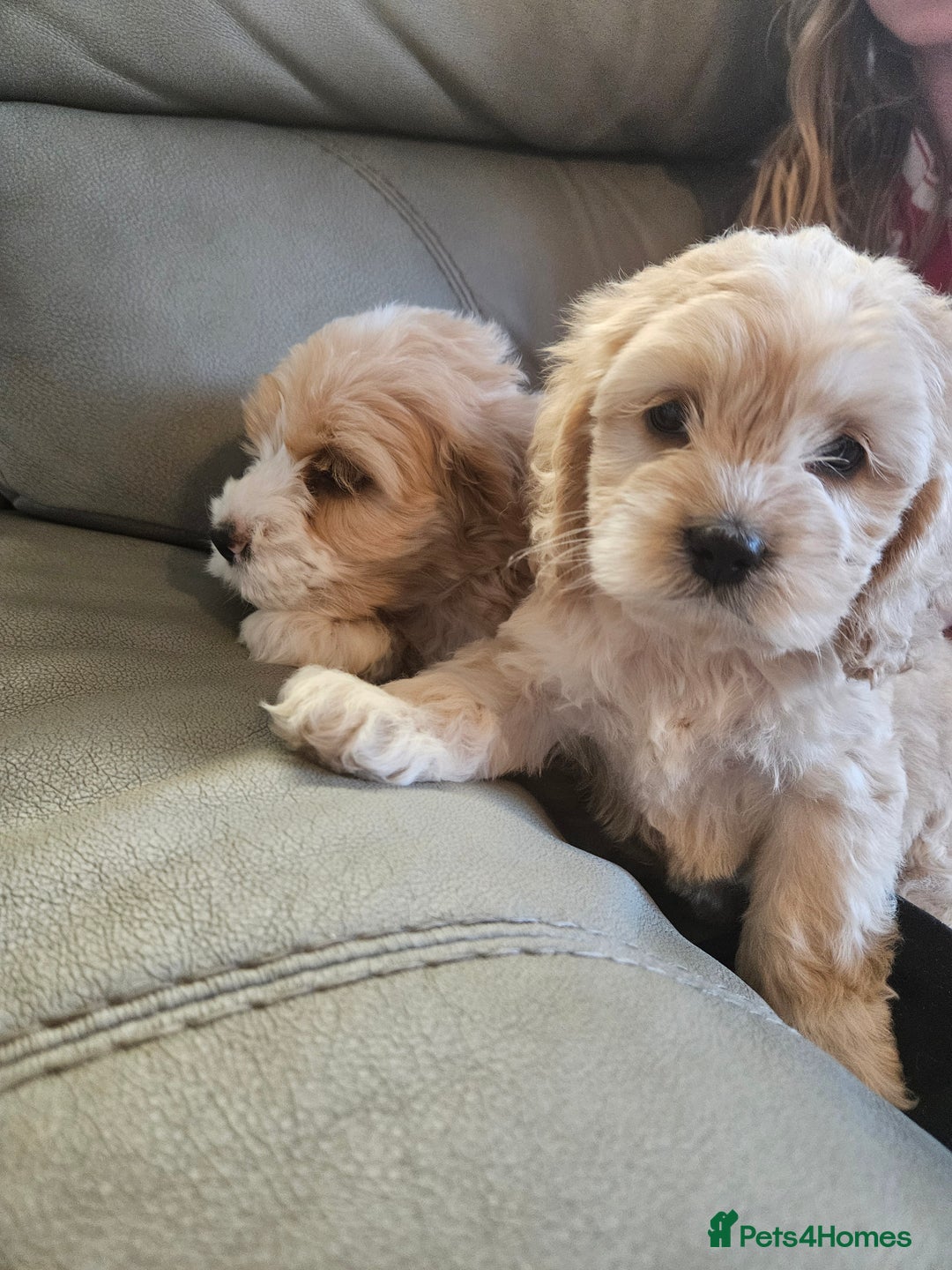 Cockapoo dogs for sale: American cockapoo  - Image 7