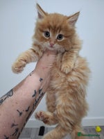 Maine Coon cats Absolutely Stunning Part Maine Coon Kittens - Advert 4