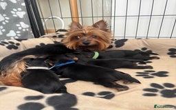 Yorkshire Terrier dogs for sale: ❤️Last girl available Miniature yorkshire terrier - Image 24