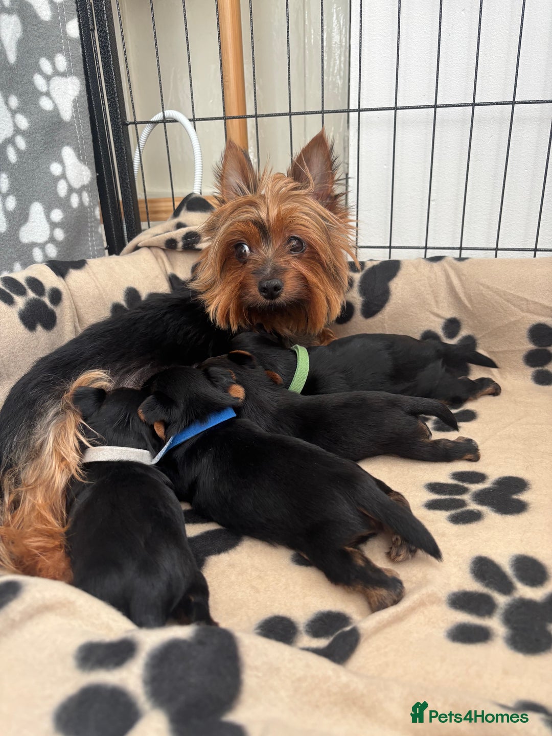 Yorkshire Terrier dogs for sale: ❤️Last girl available Miniature yorkshire terrier - Image 24