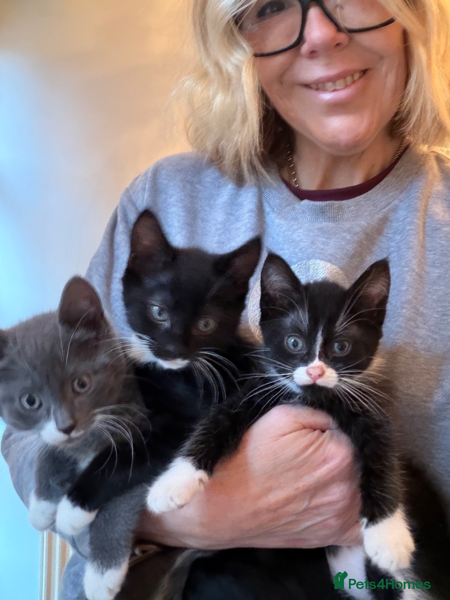 Domestic Shorthair cats 3 little kittens ready to leave.  - Advert 8