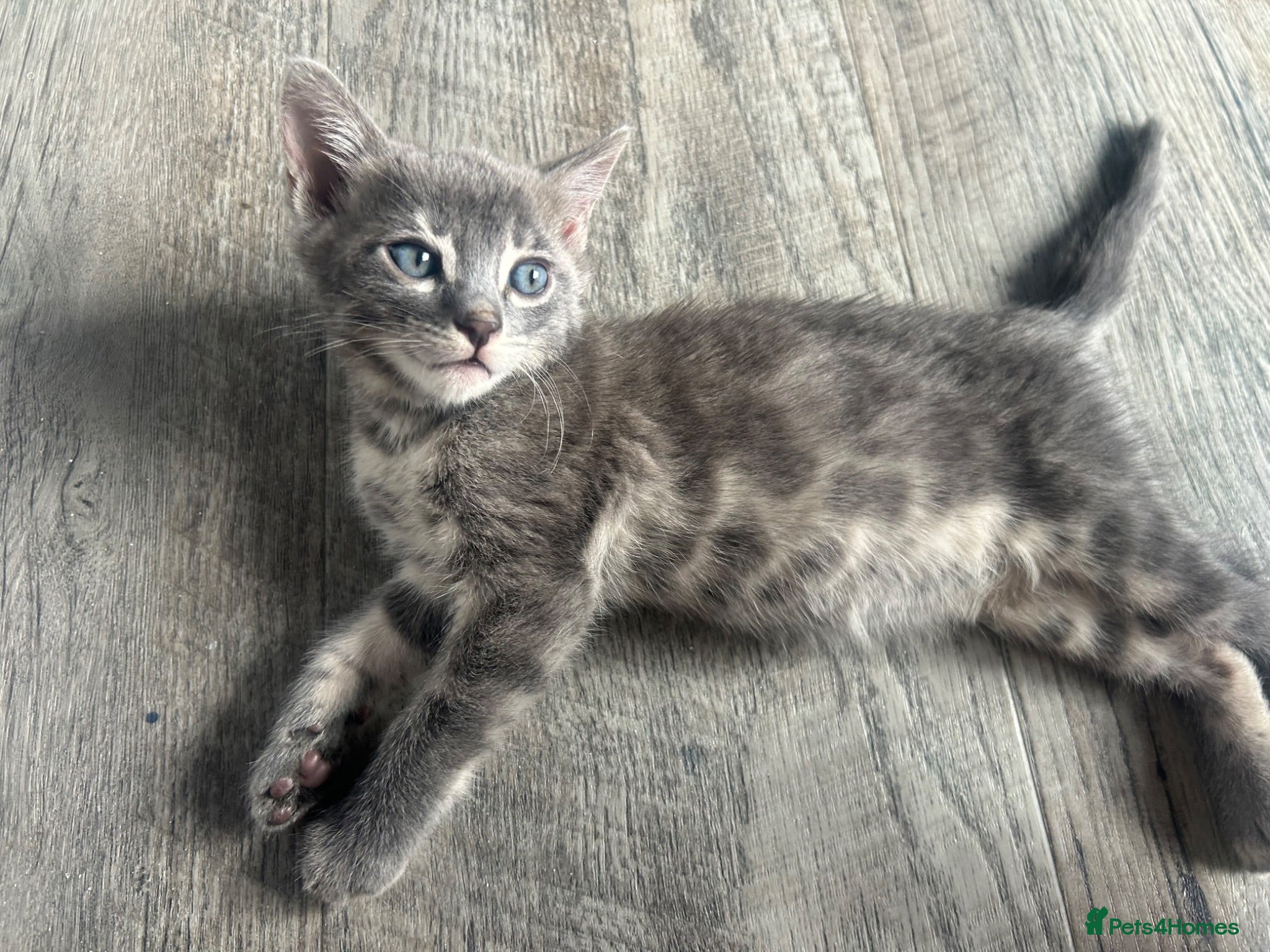Bengal cats Female Blue & Black Smoke TICA Bengal kittens  - Advert 12