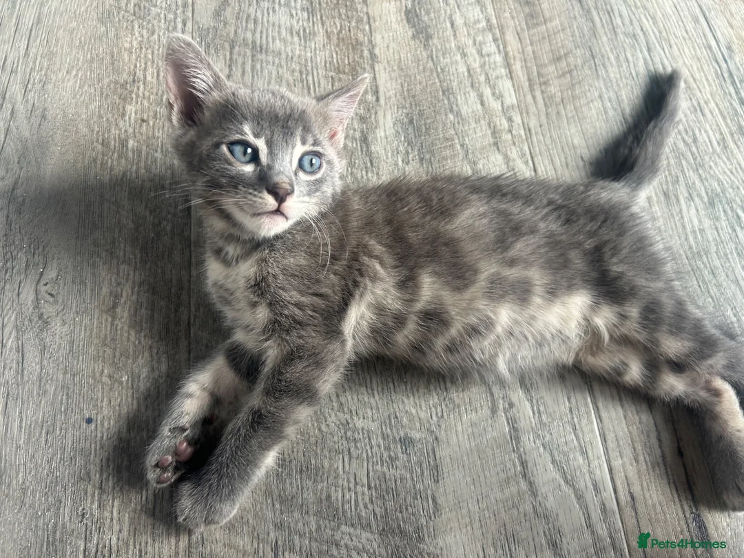 Bengal cats for sale: Female Blue & Black Smoke TICA Bengal kittens  - Advert 1