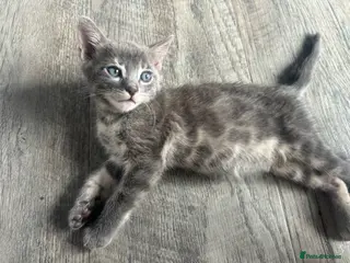Bengal cats Female Blue & Black Smoke TICA Bengal kittens - Advert 12