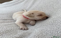Labrador Retriever dogs for sale: Stunning Labrador Puppies - Image 31