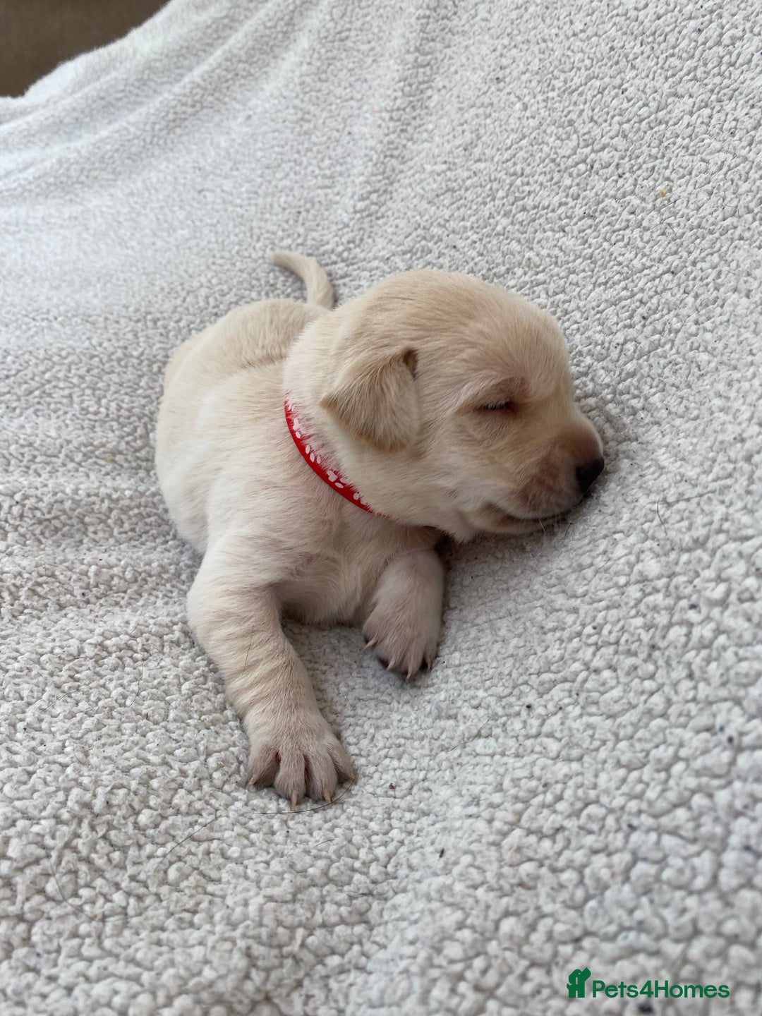 Labrador Retriever dogs for sale: Stunning Labrador Puppies - Image 31