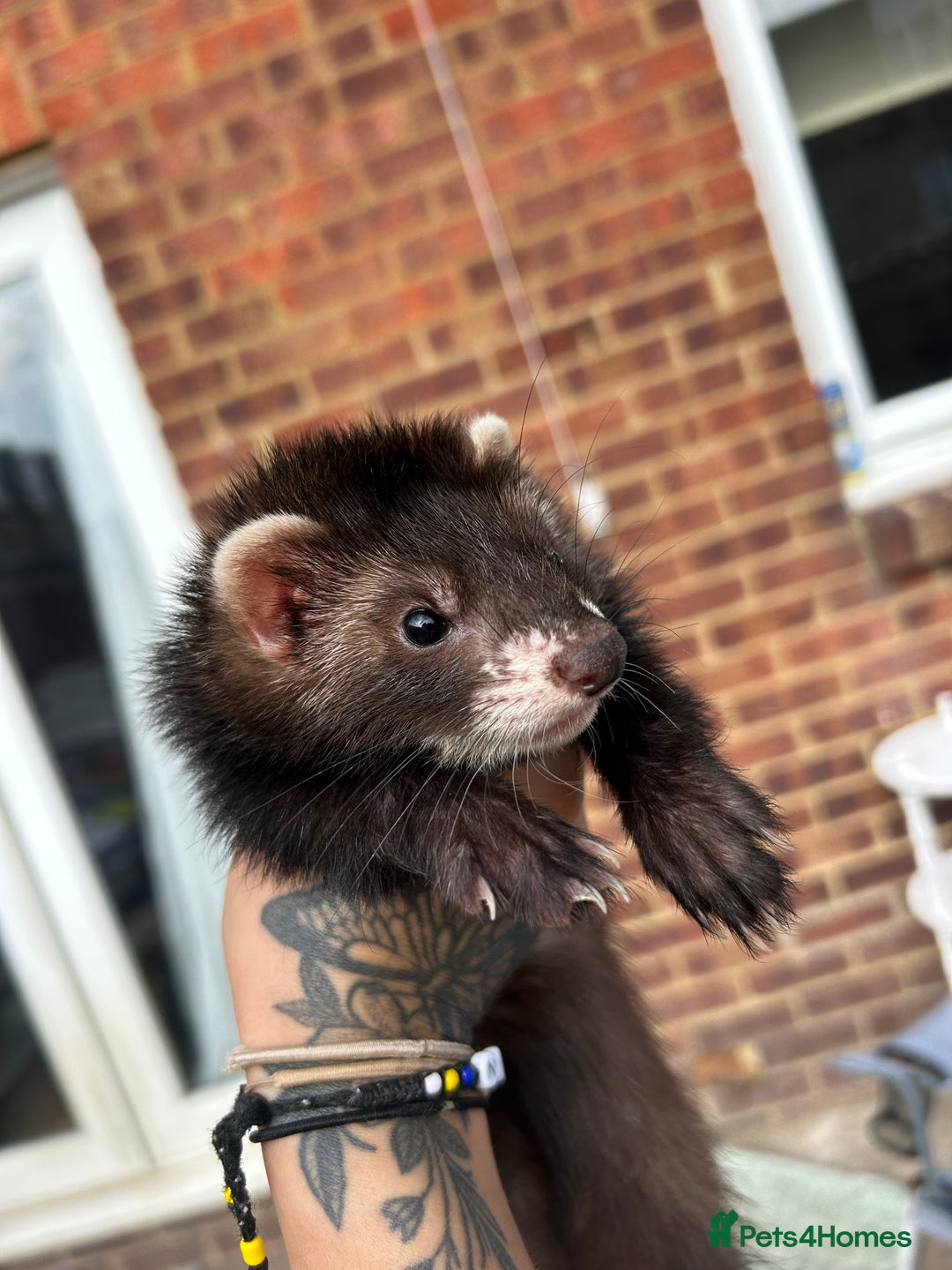 Ferret rodents for sale: 2 semi angora black self babies 1 jill 1 hob left  - Image 5