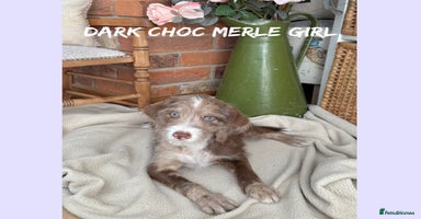 Mixed Breed dogs in Rhayader - Advert 4