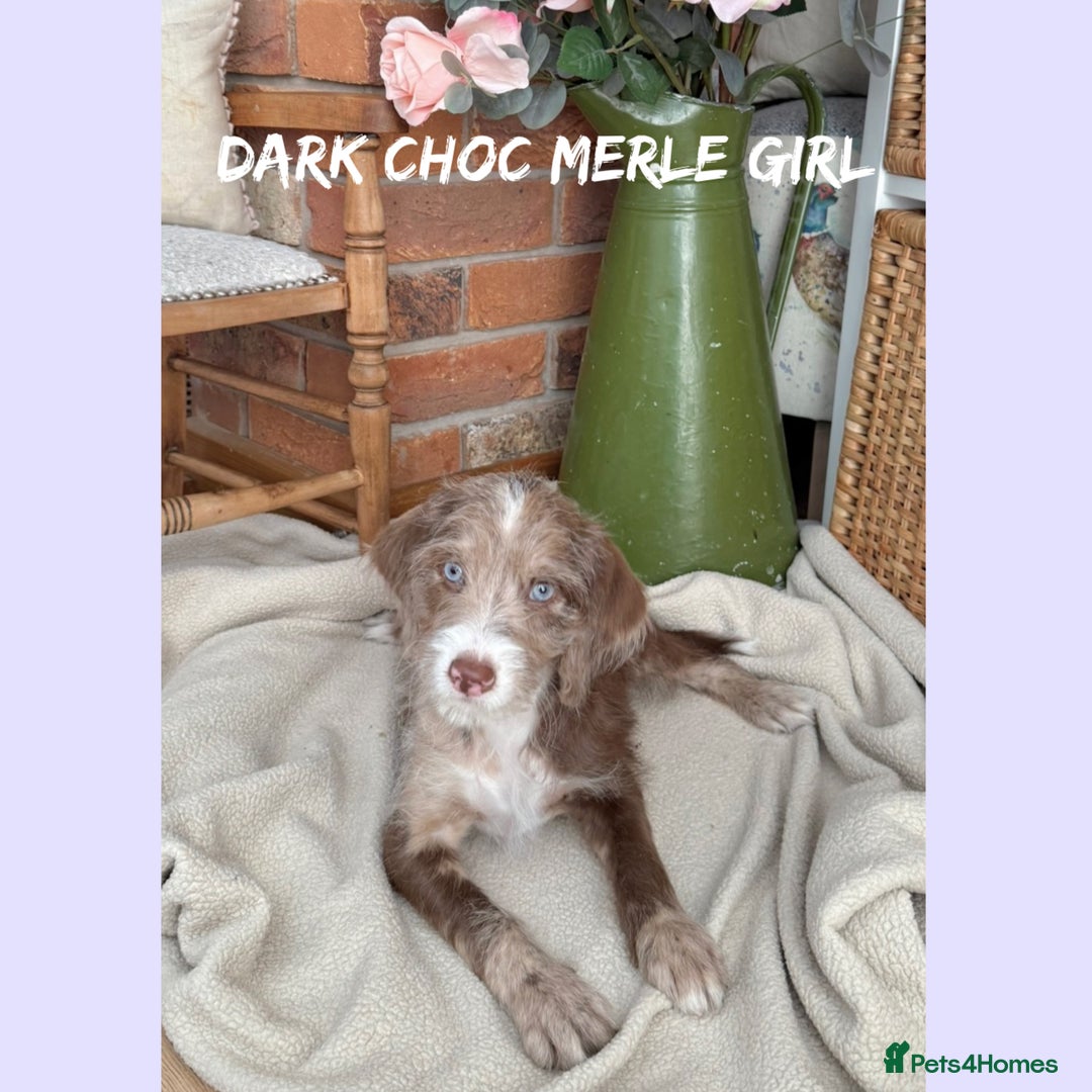 Mixed Breed dogs for sale: ☀️PERFECT POOGLES (beagleXminiature poodle)☀️ in Rhayader - Image 3